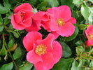 Rosa 'Stadt Rom' szimpla rózsaszín