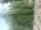 Salix alba 'Tristis'