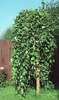 Salix caprea 'Pendula'
