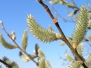 Salix caprea