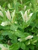 Salix integra 'Hakuro Nishiki'