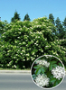 Sambucus nigra