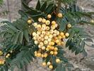 Sorbus arnoldiana 'Golden Wonder'
