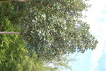 Sorbus aria 'Lutescens'