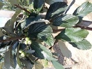 Sorbus aria 'Magnifica'