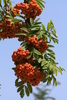Sorbus aria