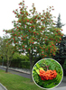 Sorbus aucuparia