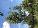 Sorbus domestica