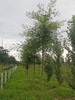 Sophora japonica