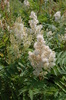 Sorbaria sorbifolia