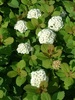 Spiraea betulifolia 'var. Aemiliana'
