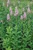 Spiraea x billardii 'Triumphans'