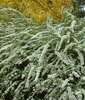 Spiraea cinerea 'Grefsheim'