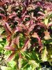 Spiraea japonica 'Crispa'