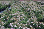 Spiraea japonica 'Little Princess'