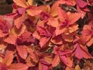 Spiraea japonica 'Magic Carpet'