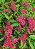 Spiraea japonica 'Neon Flash'