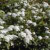 Spiraea nipponica 'Halward's Silver'