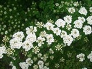 Spiraea nipponica 'Snowmound'