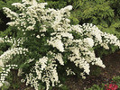 Spiraea nipponica 'White Carpet'