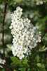 Spiraea 'Summersnow'