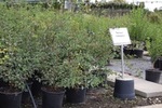 Spiraea vanhouttei