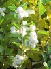 Symphoricarpos albus