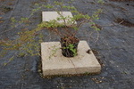 Symphoricarpos chenaultii 'Hancock'