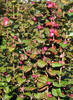 Symphoricarpos doorenbosii 'Magic Berry'