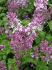 Syringa meyeri 'Palibin'