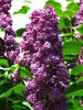 Syringa vulgaris 'Andenken An L. Spaeth'