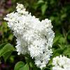 Syringa vulgaris 'Mme Lemoine'