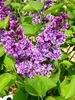 Syringa vulgaris