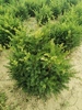 Taxus baccata 'Barmstedter'