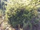 Taxus baccata 'Dovastonii Aurea'
