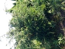 Taxus baccata 'Dovastoniana'