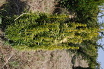 Taxus baccata 'David'