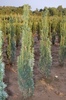 Taxus baccata 'Fastigiata Robusta'