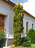 Taxus baccata 'Fastigiata Aurea'