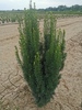 Taxus baccata 'Green Rocket'