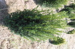 Taxus baccata 'Gyula' (Overeynderi Molett)