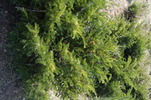 Taxus baccata 'Nissens Corona'