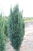 Taxus baccata 'Overeynderi'
