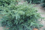 Taxus baccata 'Repandens'