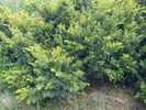 Taxus baccata 'Semperaurea'