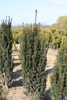 Taxus baccata 'Sonata'