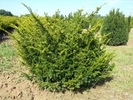 Taxus baccata 'Zöld'