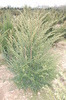 Taxus baccata