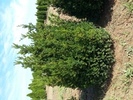 Taxus cuspidata 'Nana'