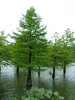 Taxodium distichum